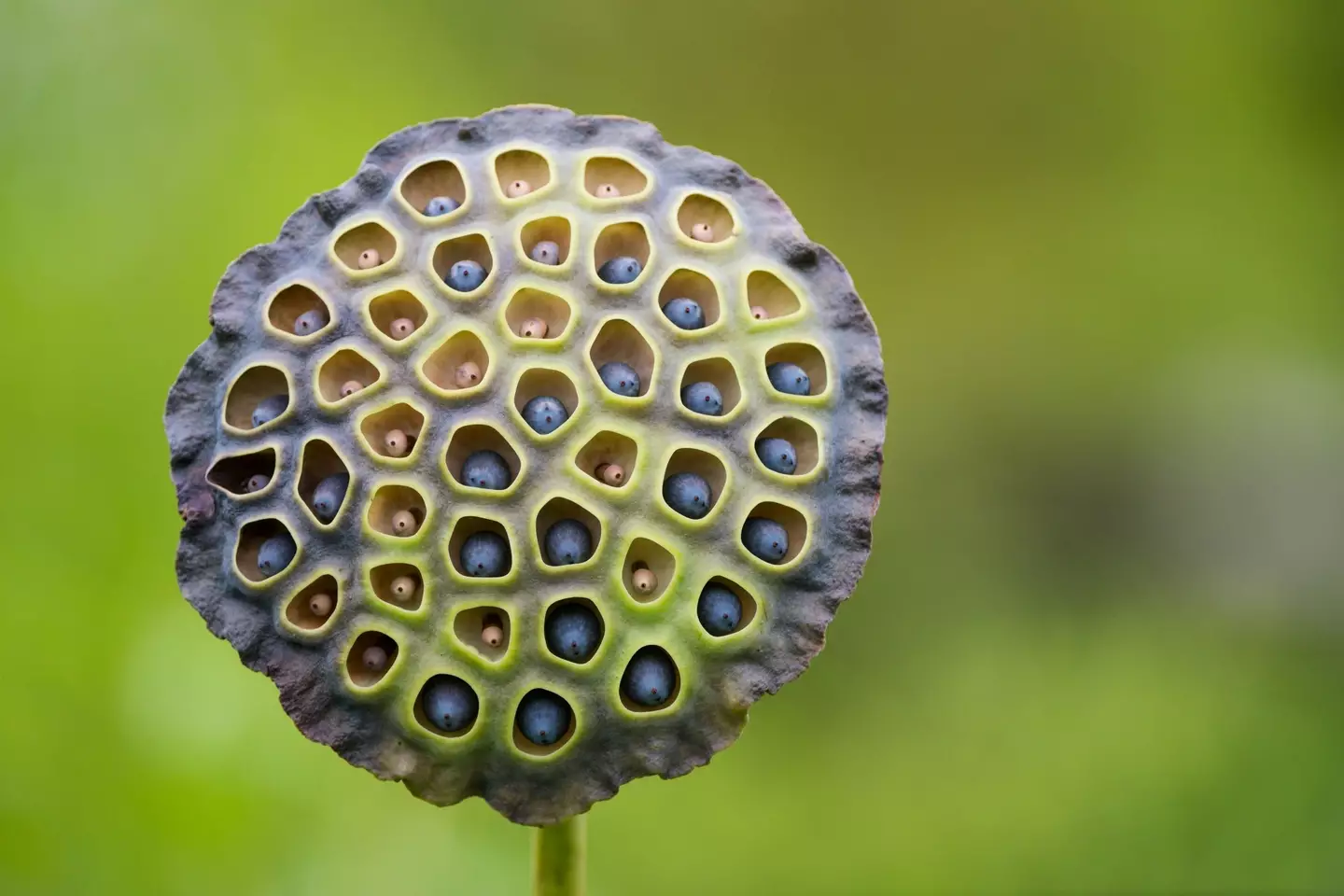 Figure 2 for the Trypophobia test. (Getty Images)