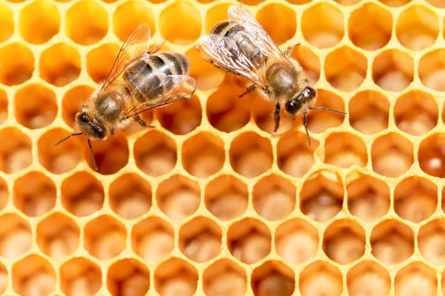 Figure 1 for the Trypophobia test. (Getty Images)